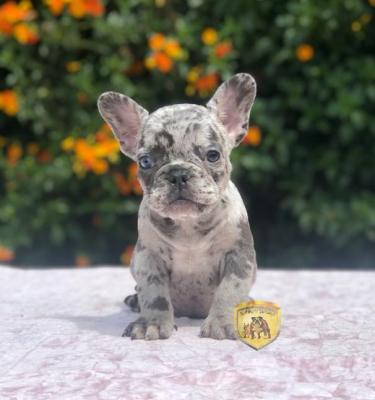 Bulldog