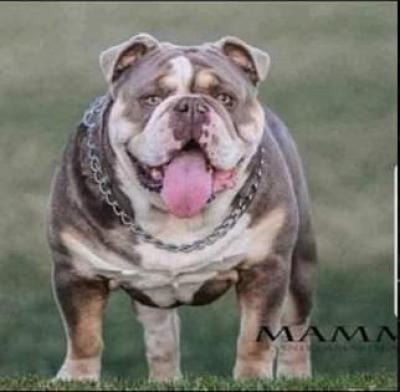 Bulldog