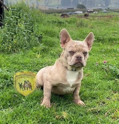 Bulldog