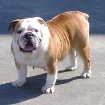 Bulldog