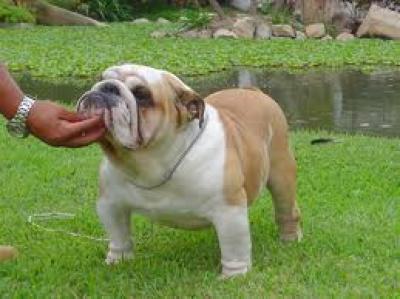 Bulldog