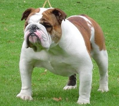 Bulldog