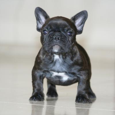 Bulldog