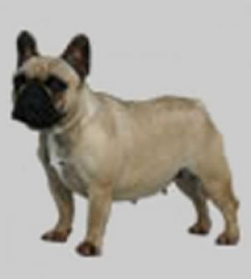 Bulldog