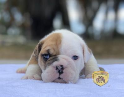 Bulldog