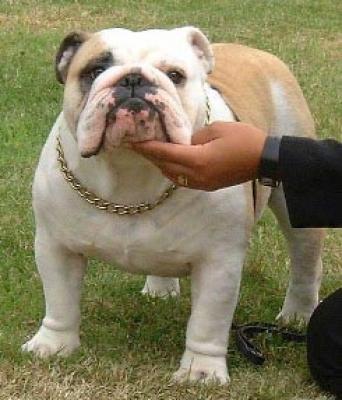 Bulldog