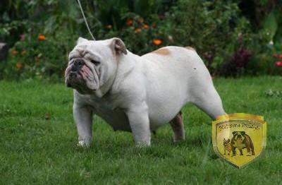 Bulldog