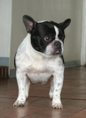 Bulldog