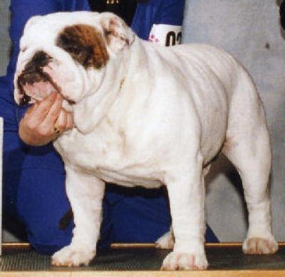 Bulldog