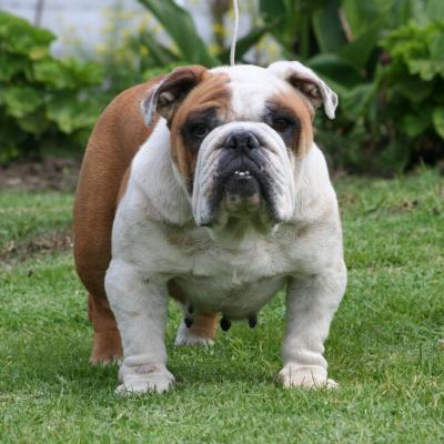 Bulldog