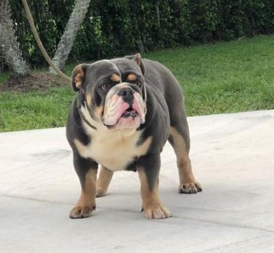 Bulldog