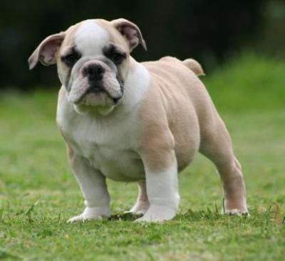 Bulldog