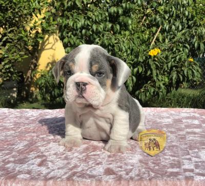 Bulldog