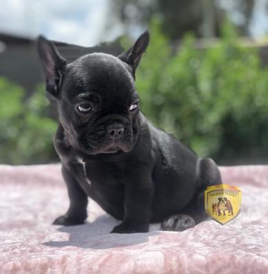 Bulldog
