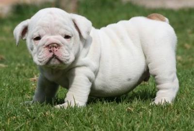 Bulldog