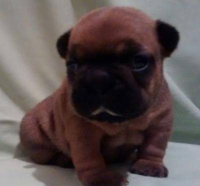 Bulldog