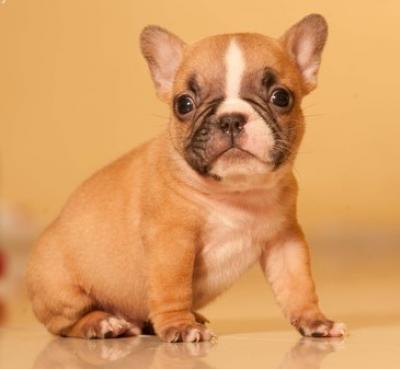 Bulldog