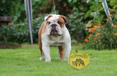 Bulldog
