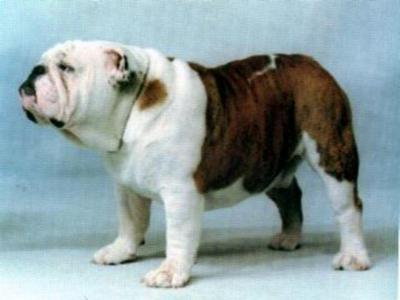 Bulldog