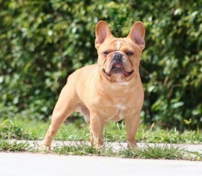 Bulldog