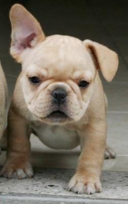 Bulldog