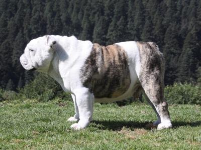 Bulldog