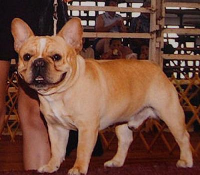 Bulldog