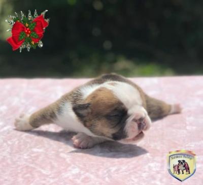 Bulldog
