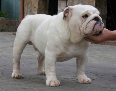 Bulldog