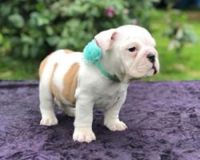 Bulldog