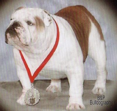 Bulldog