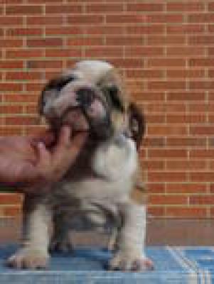 Bulldog
