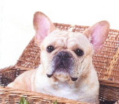 Bulldog